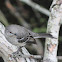 Northern Mockingbird