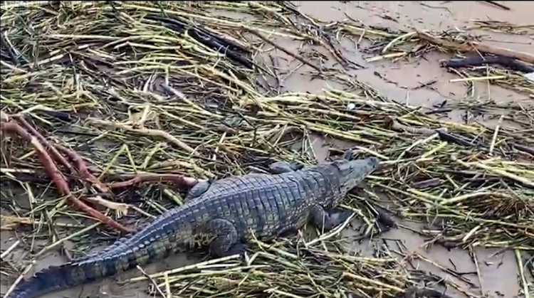 A crocodile believed to have escaped from a farm was spotted near the Tongaat River mouth.