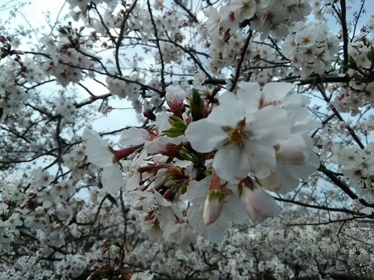 R1のひさしぶりにR1・浜松城公園・桜満開です・桜とお城に関するカスタム事例の投稿画像4枚目