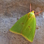 Yellow-Collared Tyana