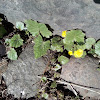 Tussilago farfara(coltsfoot) / Мать-и-мачеха