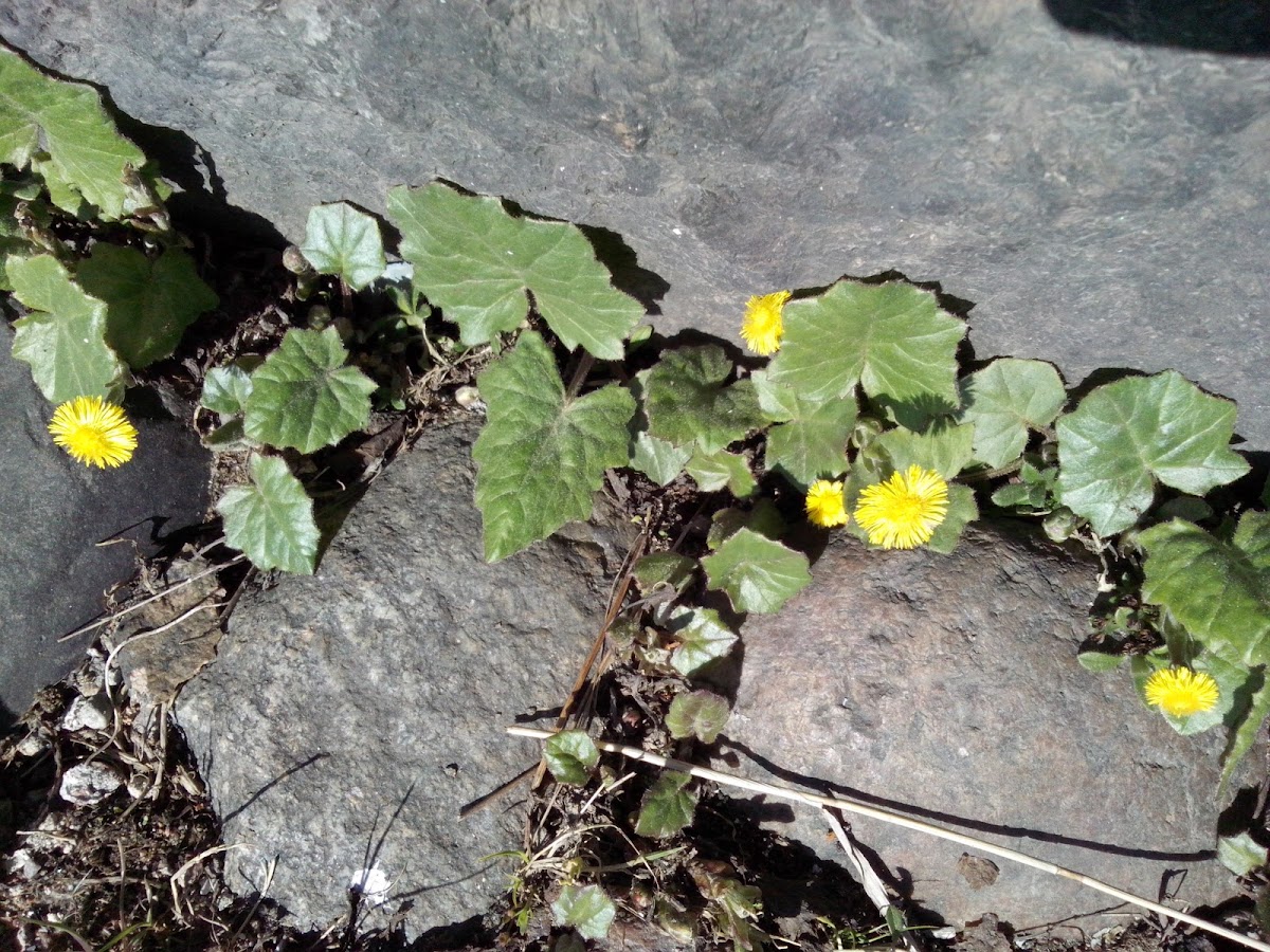 Tussilago farfara(coltsfoot) / Мать-и-мачеха