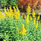 Canada Goldenrod