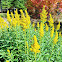 Canada Goldenrod