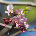 Mexican Buckeye