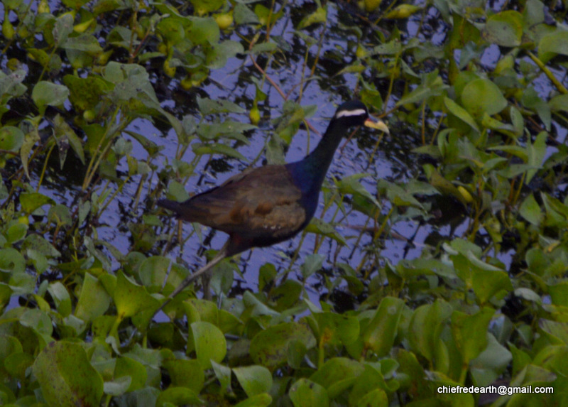 bronze-winged