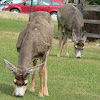 Mule Deer