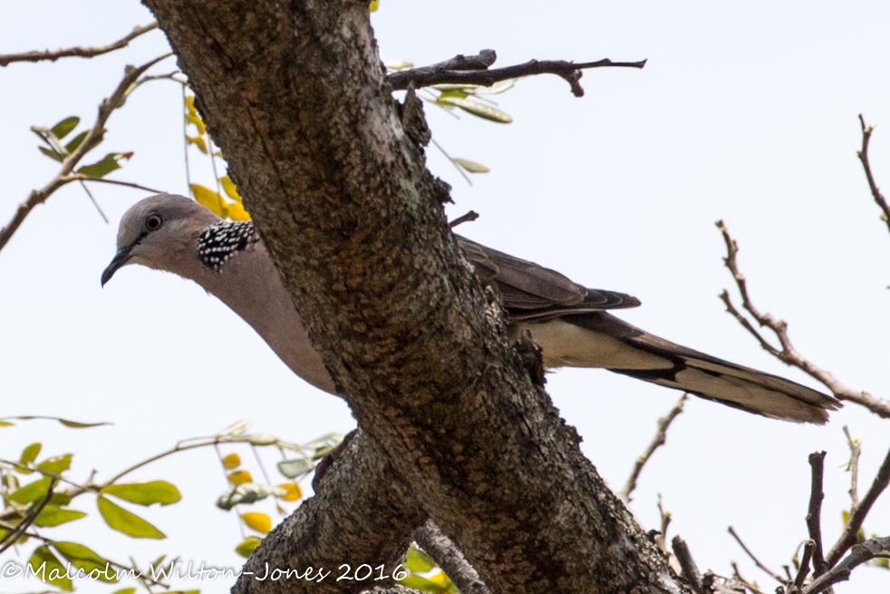 Spotted Dove