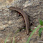 Himalayan Rock Skink