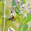 Purple Sunbird (Female)