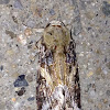 Yellow-striped Armyworm Moth