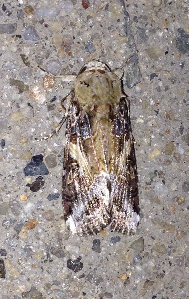 Yellow-striped Armyworm Moth