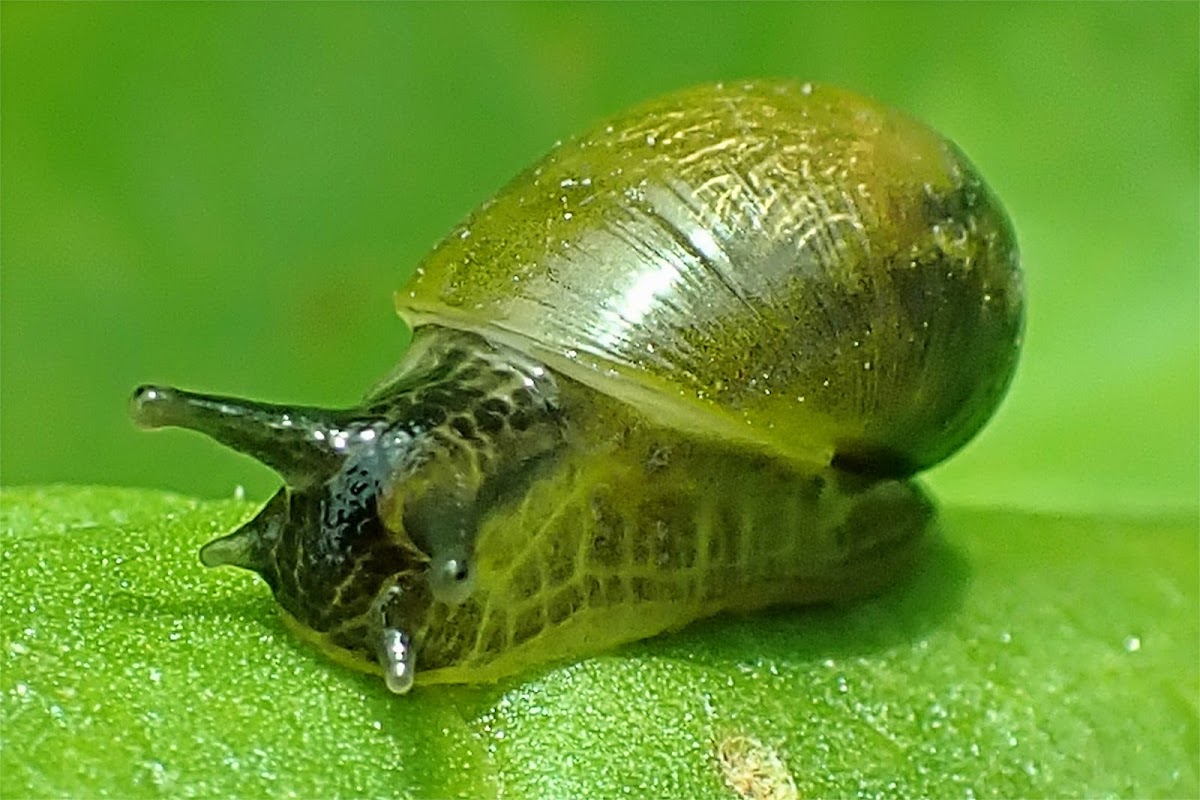 Large ambersnail