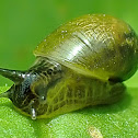 Large ambersnail