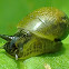 Large ambersnail