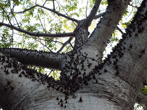 Silk Floss Tree