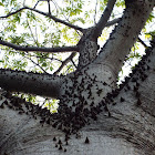 Silk Floss Tree