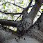 Silk Floss Tree