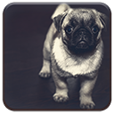 Pug Puppy Chrome extension download