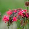 Broad Tailed Hummingbird