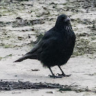 Carrion Crow