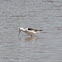 Black-winged Stilt; Cigüeñuela