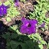 Purple Wave Petunia