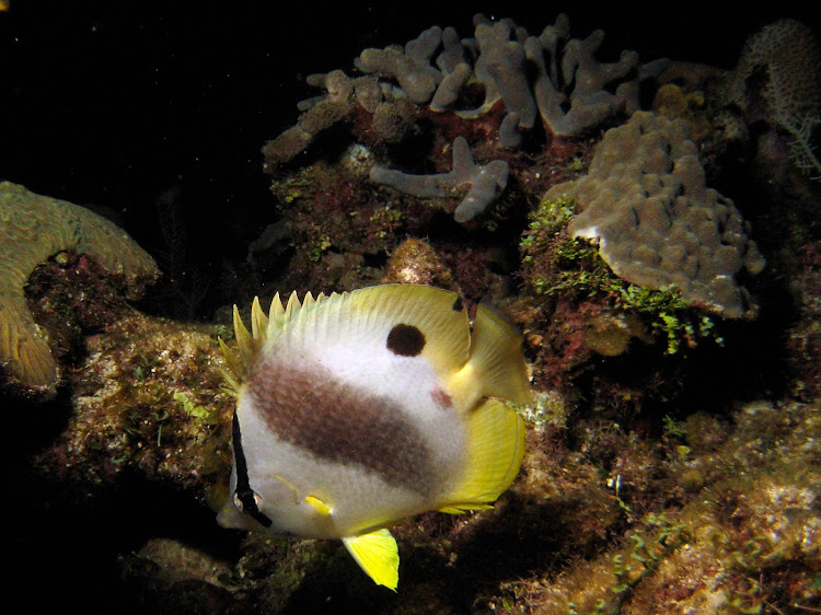 A tropical fish on Roatan, captured with a Canon PowerShot SD1000 camera.