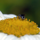 small bee