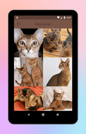 Animal World A-Z Collections