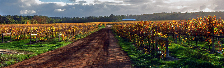 La strada del vino... di Leobici