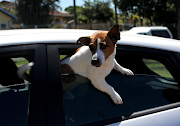 Flash, a Jack Russell terrier, wanted to escape from the car when he saw other dogs at the vaccination site to play with.