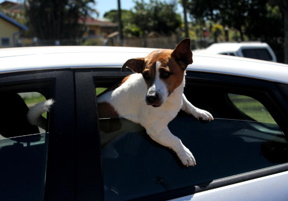 Flash, a Jack Russell terrier, wanted to escape from the car when he saw other dogs at the vaccination site to play with.