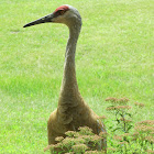 Sandhill Crane