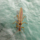 Stonefly