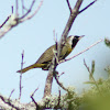 Common Yellowthroat (male)