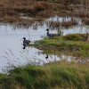 Eurasian Teal