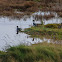 Eurasian Teal