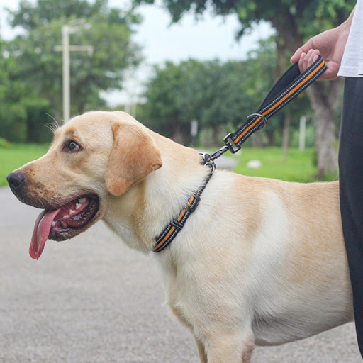 Title 4, Big Dog Short Traction Rope Step Training – Enh...