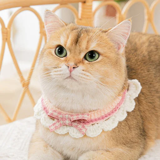 Collar for cats knitted bow collar cute necklace For kittens Detachable colla small scarf saliva towel luxury supplies f