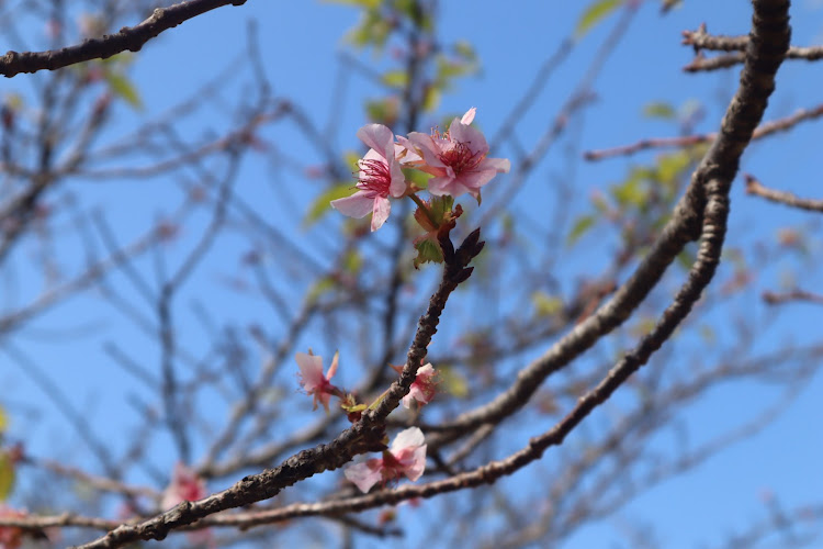 コペンのオープンドライブ・向日葵🌻・桜🌸に関するカスタム事例の投稿画像4枚目
