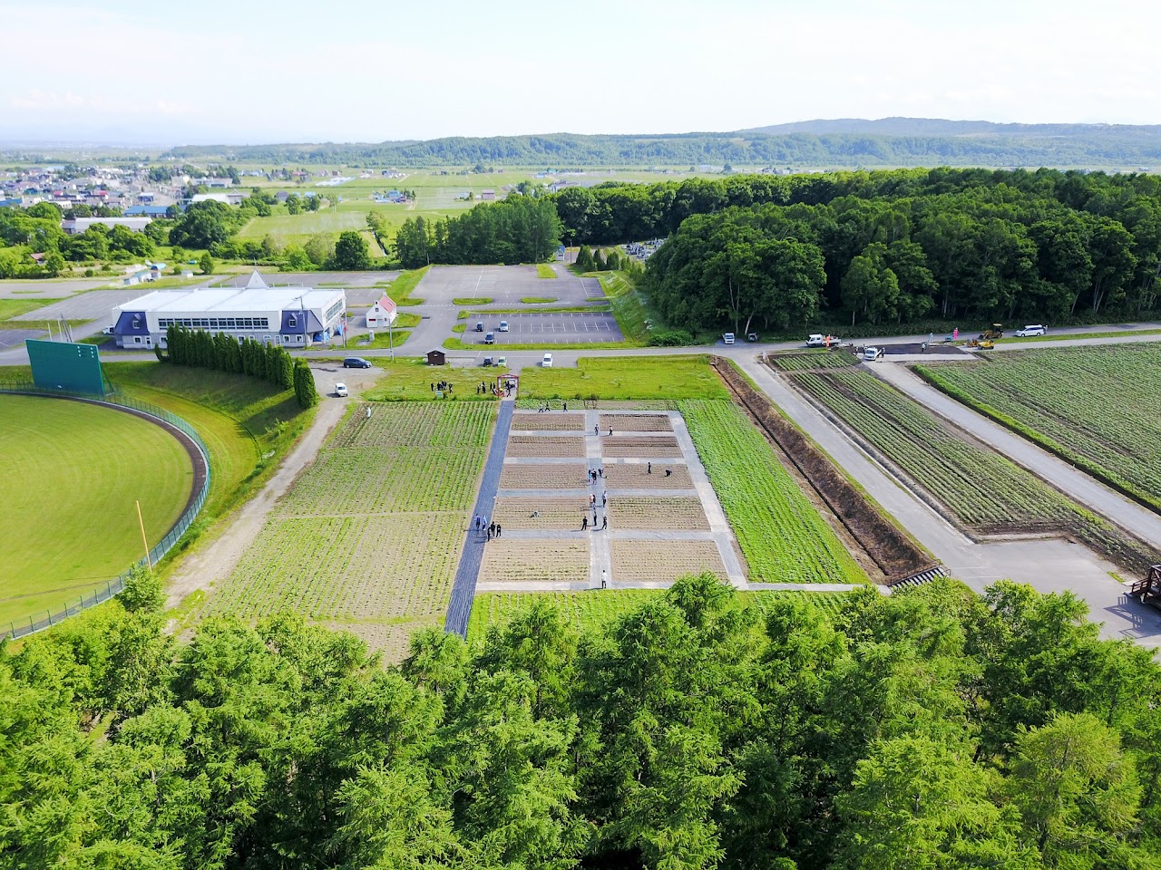 世界のひまわり・中学生草取り風景