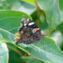 Red Admiral