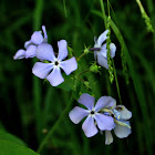 Blue Phlox