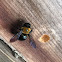 Carpenter bee