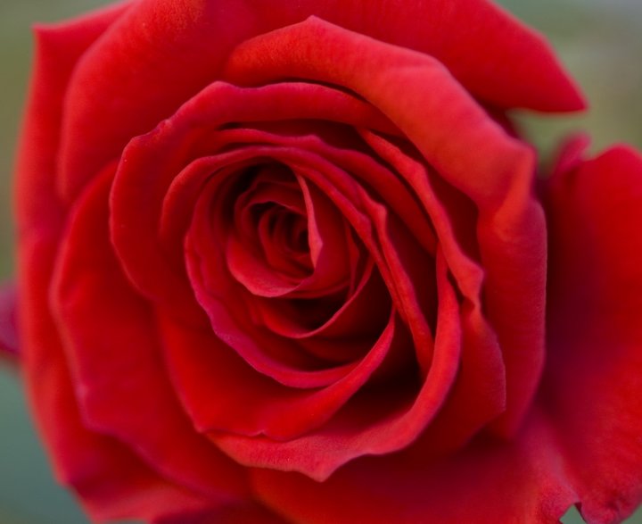 Rosso.. come la piu classica delle ROSE di Lodu