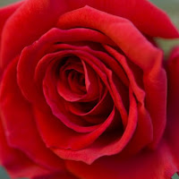 Rosso.. come la piu classica delle ROSE di 