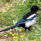 Magpie