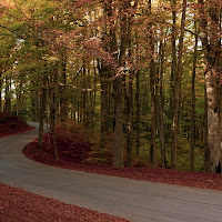 Si sta come d'autunno sugli alberi le foglie....... di Andyphoto