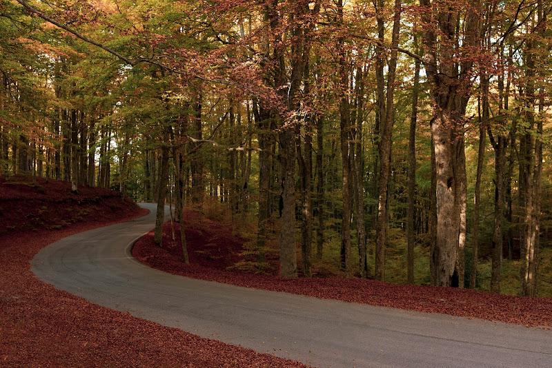 Si sta come d'autunno sugli alberi le foglie....... di Andyphoto